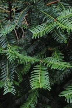 Japanese Plum Yew Tree (Cephalotaxus Harringtonia) - 3 Gallon Pot -Garden Supplies Sales 2024 cephalotaxus harringtonia tree 2