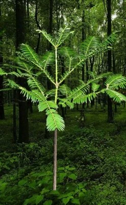 Japanese Plum Yew Tree (Cephalotaxus Harringtonia) - 3 Gallon Pot -Garden Supplies Sales 2024 cephalotaxus harringtonia tree 6