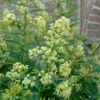 Chilean Hardy Willow Jessamine (Cestrum Parqui) - 2 Pack Of Quart Pots -Garden Supplies Sales 2024 cestrum parqui chilean hardy willow jessamine 4