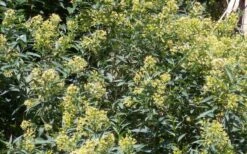 Chilean Hardy Willow Jessamine (Cestrum Parqui) - 2 Pack Of Quart Pots -Garden Supplies Sales 2024 cestrum parqui chilean hardy willow jessamine 6