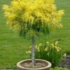 Dwarf Golden Threadleaf Cypress (Single Trunk Topiary Tree) - 6 Gallon Pot -Garden Supplies Sales 2024 chamaecyparis pisifera filifera aurea nana dwarf golden sawara cypress tree 1