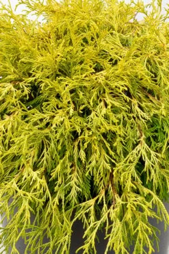 Gold Mop Threadleaf Cypress Tree (Standard Topiary) - 5 Gallon Pot -Garden Supplies Sales 2024 chamaecyparis pisifera gold mop single trunk topiary tree 2