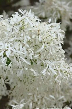 China Snow Chinese Fringe Tree (Chionanthus Retusus) - 7 Gallon Pot (6-7') -Garden Supplies Sales 2024 chionanthus retusus china snow chinese fringe tree 1