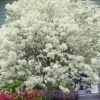 China Snow Chinese Fringe Tree (Chionanthus Retusus) - 7 Gallon Pot (6-7') -Garden Supplies Sales 2024 chionanthus retusus china snow chinese fringe tree 4