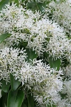 China Snow Chinese Fringe Tree (Chionanthus Retusus) - 7 Gallon Pot (6-7') -Garden Supplies Sales 2024 chionanthus retusus china snow chinese fringe tree 5