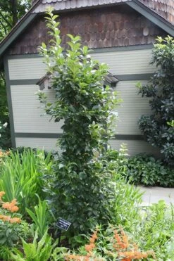 Tokyo Tower Chinese Fringe Tree (Chionanthus Retusus) - 7 Gallon Pot (6-7') -Garden Supplies Sales 2024 chionanthus retusus tokyo tower chinese fringe tree 2