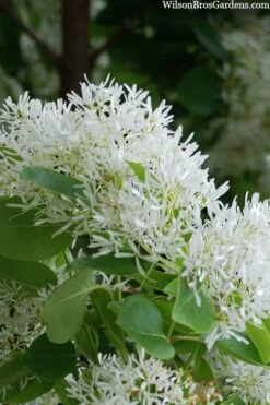 Tokyo Tower Chinese Fringe Tree (Chionanthus Retusus) - 7 Gallon Pot (6-7') -Garden Supplies Sales 2024 chionanthus retusus tokyo tower chinese fringe tree 3