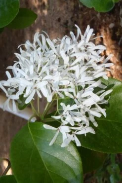 Tokyo Tower Chinese Fringe Tree (Chionanthus Retusus) - 7 Gallon Pot (6-7') -Garden Supplies Sales 2024 chionanthus retusus tokyo tower chinese fringe tree 4