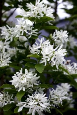 Tokyo Tower Chinese Fringe Tree (Chionanthus Retusus) - 7 Gallon Pot (6-7') -Garden Supplies Sales 2024 chionanthus retusus tokyo tower chinese fringe tree 5