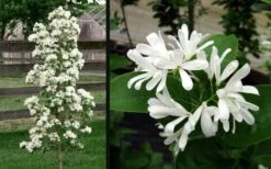 Tokyo Tower Chinese Fringe Tree (Chionanthus Retusus) - 7 Gallon Pot (6-7') -Garden Supplies Sales 2024 chionanthus retusus tokyo tower chinese fringe tree 6