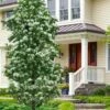 Tokyo Tower Chinese Fringe Tree (Chionanthus Retusus) - 7 Gallon Pot (6-7') -Garden Supplies Sales 2024 chionanthus retusus tokyo tower chinese fringe tree 7