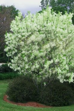 Grancy Graybeard - White Fringe Tree - 3 Gallon Pot -Garden Supplies Sales 2024 chionanthus virginicus grancy greybeard multi stem tree 5