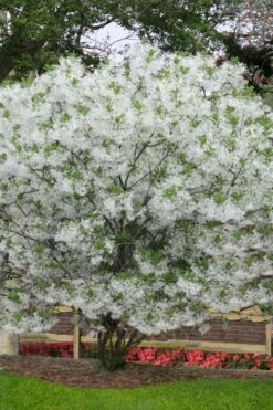 Grancy Graybeard - White Fringe Tree - 3 Gallon Pot -Garden Supplies Sales 2024 chionanthus virginicus grancy greybeard multi stem tree 6