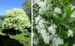 Grancy Graybeard - White Fringe Tree - 7 Gallon Pot (3-4') -Garden Supplies Sales 2024 chionanthus virginicus grancy greybeard single stem tree 1