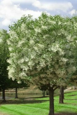 Grancy Graybeard - White Fringe Tree - 7 Gallon Pot (2-3') -Garden Supplies Sales 2024 chionanthus virginicus grancy greybeard single stem tree 2 1
