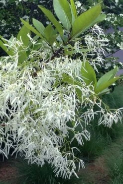 Spring Fleecing Fringe Tree (Chionanthus Virginicus) - 7 Gallon Pot (4-5') -Garden Supplies Sales 2024 chionanthus virginicus spring fleecing fringe tree 1