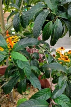 Spring Fleecing Fringe Tree (Chionanthus Virginicus) - 7 Gallon Pot (4-5') -Garden Supplies Sales 2024 chionanthus virginicus spring fleecing fringe tree 3