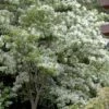 Spring Fleecing Fringe Tree (Chionanthus Virginicus) - 7 Gallon Pot (4-5') -Garden Supplies Sales 2024 chionanthus virginicus spring fleecing fringe tree 5