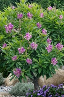 El Nino Desert Orchid (Chitalpa) - 3 Gallon Pot -Garden Supplies Sales 2024 chitalpa el nino desert orchid 10