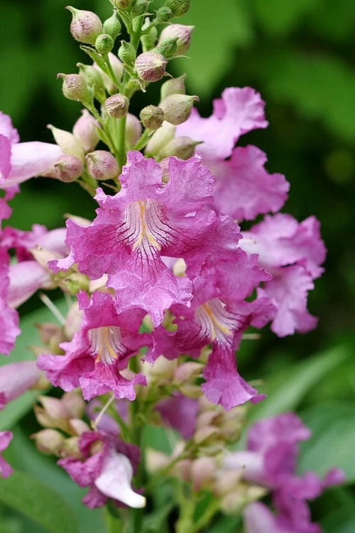 El Nino Desert Orchid (Chitalpa) - 3 Pack of Quart Pots El Nino Desert Orchid (Chitalpa) - 3 Pack Of Quart Pots -Garden Supplies Sales 2024 chitalpa el nino desert orchid 2 1