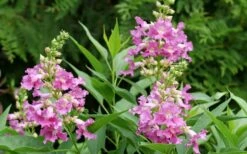 El Nino Desert Orchid (Chitalpa) - 3 Pack Of Quart Pots 9 El Nino Desert Orchid (Chitalpa) - 3 Pack Of Quart Pots -Garden Supplies Sales 2024 chitalpa el nino desert orchid 3 1