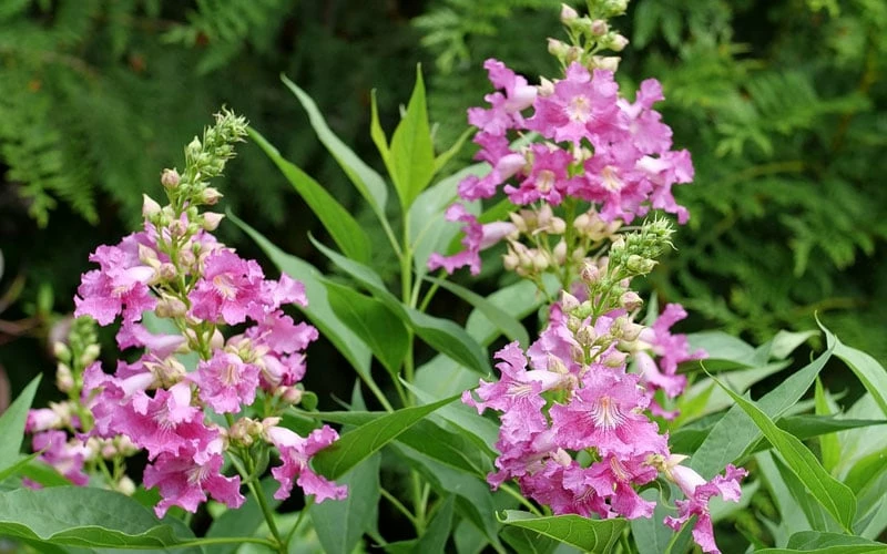 El Nino Desert Orchid (Chitalpa) - 3 Pack of Quart Pots El Nino Desert Orchid (Chitalpa) - 3 Pack Of Quart Pots -Garden Supplies Sales 2024 chitalpa el nino desert orchid 3 1