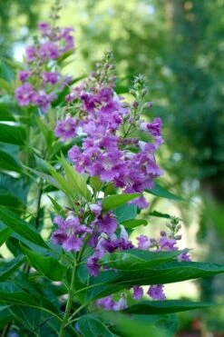 El Nino Desert Orchid (Chitalpa) - 3 Pack Of Quart Pots 8 El Nino Desert Orchid (Chitalpa) - 3 Pack Of Quart Pots -Garden Supplies Sales 2024 chitalpa el nino desert orchid 6 1