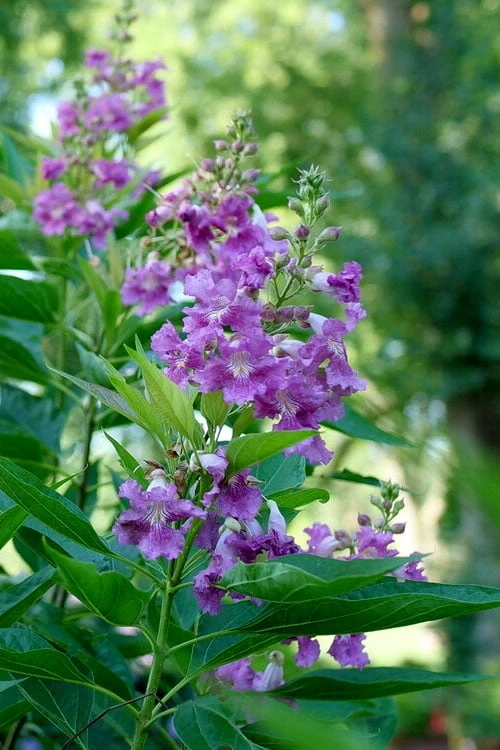 El Nino Desert Orchid (Chitalpa) - 3 Pack of Quart Pots El Nino Desert Orchid (Chitalpa) - 3 Pack Of Quart Pots -Garden Supplies Sales 2024 chitalpa el nino desert orchid 6 1