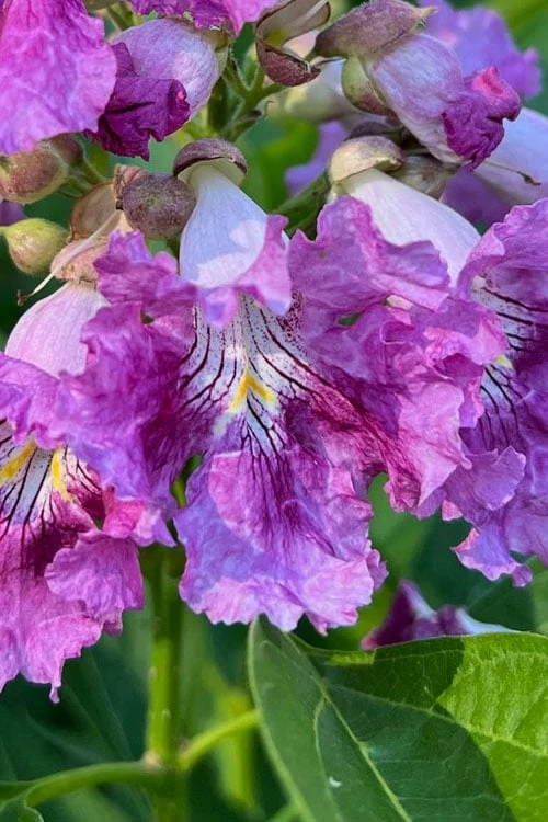 El Nino Desert Orchid (Chitalpa) - 3 Pack of Quart Pots El Nino Desert Orchid (Chitalpa) - 3 Pack Of Quart Pots -Garden Supplies Sales 2024 chitalpa el nino desert orchid 7 1