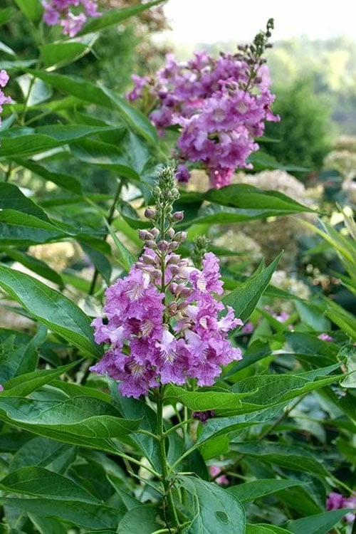 El Nino Desert Orchid (Chitalpa) - 3 Pack of Quart Pots El Nino Desert Orchid (Chitalpa) - 3 Pack Of Quart Pots -Garden Supplies Sales 2024 chitalpa el nino desert orchid 8 1