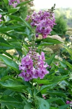 El Nino Desert Orchid (Chitalpa) - 3 Gallon Pot -Garden Supplies Sales 2024 chitalpa el nino desert orchid 8