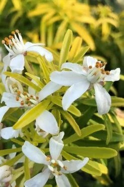 Goldfingers Mexican Orange Blossom (Choisya) - 1 Gallon Pot -Garden Supplies Sales 2024 choisya ternata goldfinger mexican orange blossom 3
