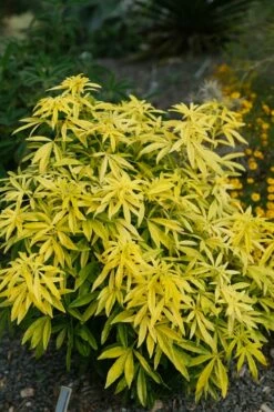 Goldfingers Mexican Orange Blossom (Choisya) - 1 Gallon Pot -Garden Supplies Sales 2024 choisya ternata goldfinger mexican orange blossom 7