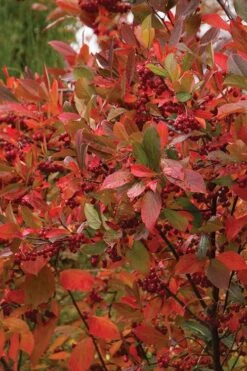 Brilliantissima Aronia (Red Chokeberry) - 3 Gallon Pot -Garden Supplies Sales 2024 chokeberry brilliantissima aronia 500x750 1