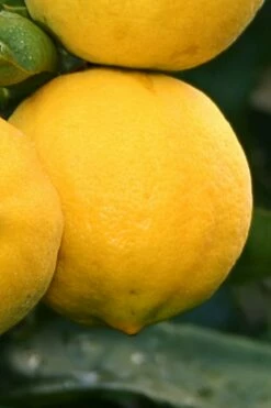 Meyer Lemon Tree (Citrus X Meyeri) - 5 Gallon Pot -Garden Supplies Sales 2024 citrus meyeri meyer lemon tree 4