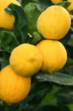 Meyer Lemon Tree (Citrus X Meyeri) - 5 Gallon Pot -Garden Supplies Sales 2024 citrus meyeri meyer lemon tree 5