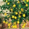 Meyer Lemon Tree (Citrus X Meyeri) - 5 Gallon Pot -Garden Supplies Sales 2024 citrus meyeri meyer lemon tree 6