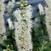Sixteen Candles Summersweet (Clethra) - 3 Gallon Pot -Garden Supplies Sales 2024 clethra alnifolia sixteen candles summersweet 2