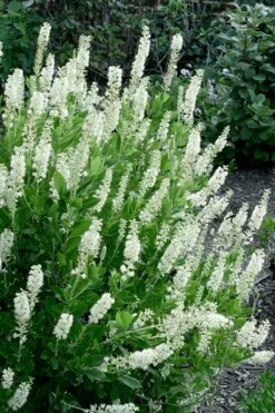 Sixteen Candles Summersweet (Clethra) - 3 Gallon Pot -Garden Supplies Sales 2024 clethra alnifolia sixteen candles summersweet 3