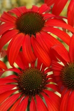 Tomato Soup Coneflower (Echinacea) - 1 Gallon Pot -Garden Supplies Sales 2024 coneflower tomato soup 500x750 1