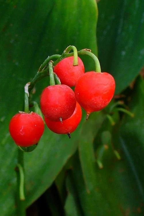 Lily Of The Valley (Convallaria majalis) - 5 Pack Quart Pots Lily Of The Valley (Convallaria Majalis) - 5 Pack Quart Pots -Garden Supplies Sales 2024 convallaria majalis bordeaux lily of the valley 2