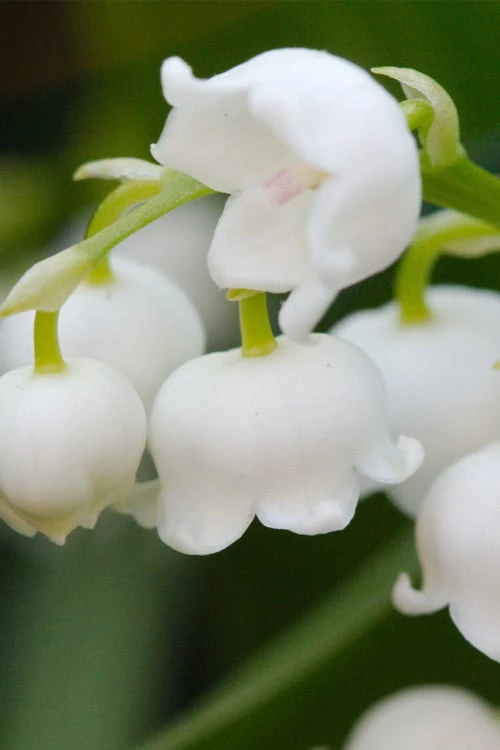 Lily Of The Valley (Convallaria majalis) - 5 Pack Quart Pots Lily Of The Valley (Convallaria Majalis) - 5 Pack Quart Pots -Garden Supplies Sales 2024 convallaria majalis lily of the valley 12