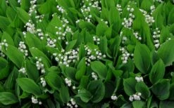 Lily Of The Valley (Convallaria Majalis) - 5 Pack Quart Pots 9 Lily Of The Valley (Convallaria Majalis) - 5 Pack Quart Pots -Garden Supplies Sales 2024 convallaria majalis lily of the valley 14