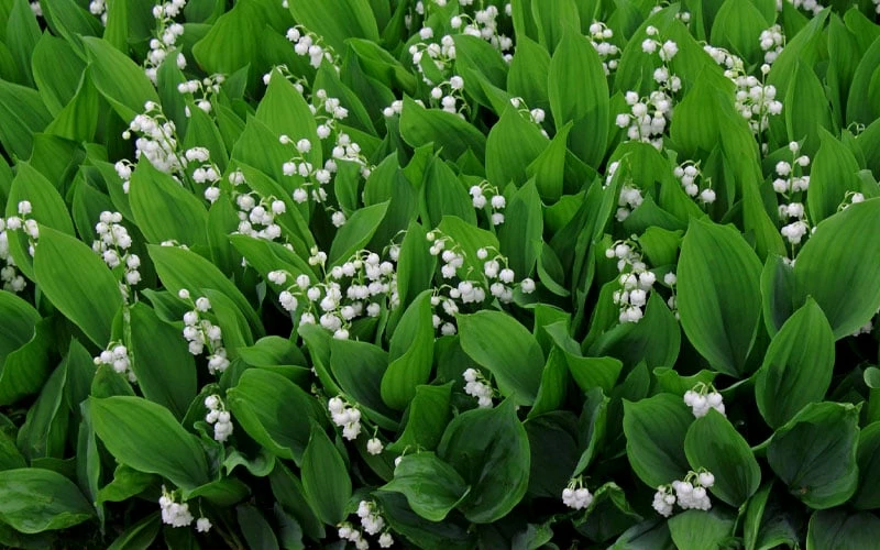 Lily Of The Valley (Convallaria majalis) - 5 Pack Quart Pots Lily Of The Valley (Convallaria Majalis) - 5 Pack Quart Pots -Garden Supplies Sales 2024 convallaria majalis lily of the valley 14