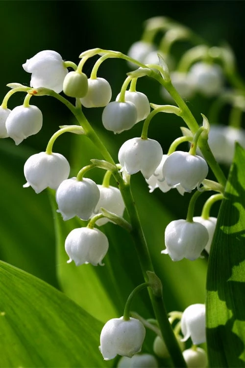 Lily Of The Valley (Convallaria majalis) - 5 Pack Quart Pots Lily Of The Valley (Convallaria Majalis) - 5 Pack Quart Pots -Garden Supplies Sales 2024 convallaria majalis lily of the valley 15
