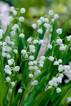 Lily Of The Valley (Convallaria Majalis) - 5 Pack Quart Pots