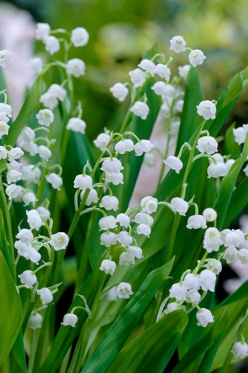 Lily Of The Valley (Convallaria majalis) - 5 Pack Quart Pots Lily Of The Valley (Convallaria Majalis) - 5 Pack Quart Pots -Garden Supplies Sales 2024 convallaria majalis lily of the valley 20