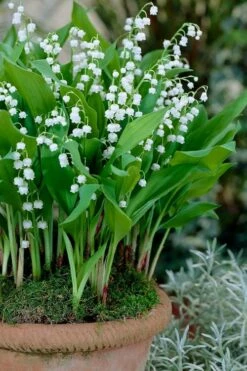 Lily Of The Valley (Convallaria Majalis) - 5 Pack Quart Pots 6 Lily Of The Valley (Convallaria Majalis) - 5 Pack Quart Pots -Garden Supplies Sales 2024 convallaria majalis lily of the valley 23
