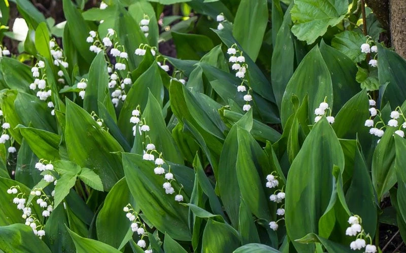 Lily Of The Valley (Convallaria majalis) - 5 Pack Quart Pots Lily Of The Valley (Convallaria Majalis) - 5 Pack Quart Pots -Garden Supplies Sales 2024 convallaria majalis lily of the valley 24