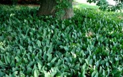 Lily Of The Valley (Convallaria Majalis) - 5 Pack Quart Pots 7 Lily Of The Valley (Convallaria Majalis) - 5 Pack Quart Pots -Garden Supplies Sales 2024 convallaria majalis lily of the valley 25